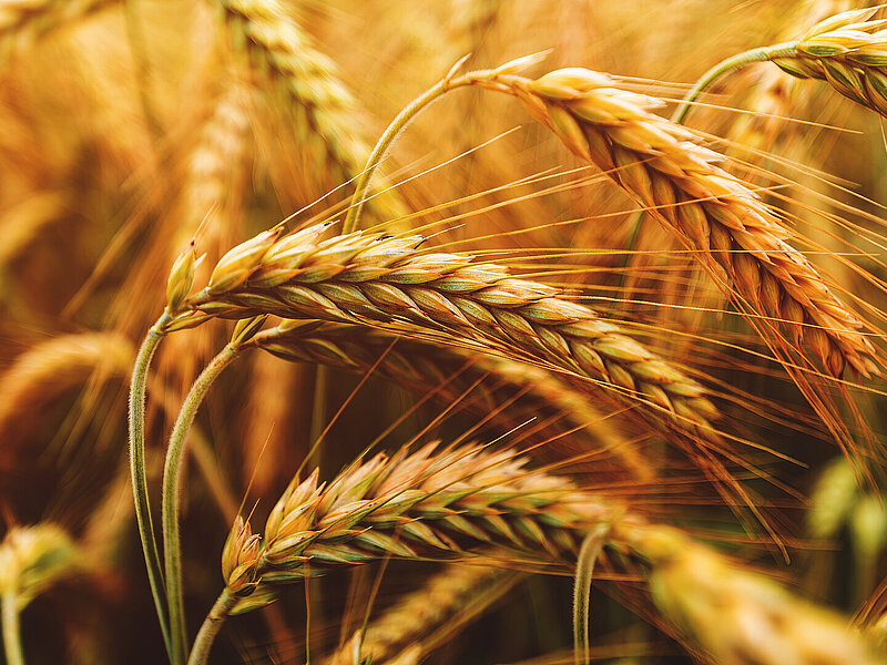 cornfield close-up