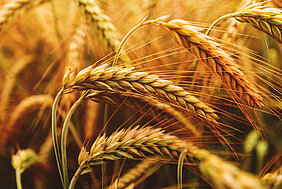cornfield close-up